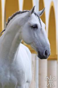 Photo cheval a vendre HUSSEIM V.O
